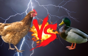 Chickens vs Ducks