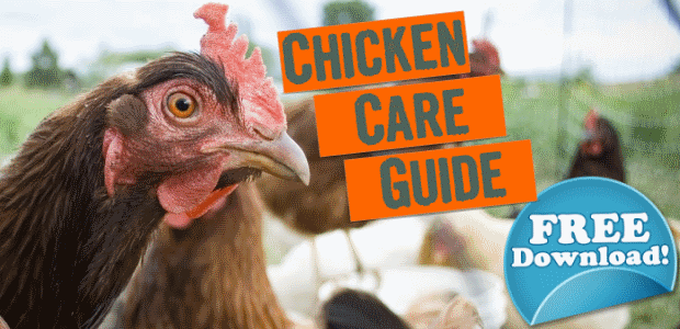 Free Download: Backyard Chickens Care Guide