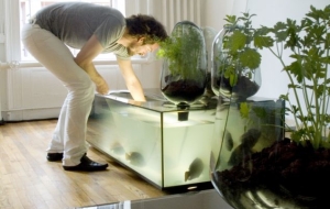Amazing Kitchen Aquaponics Systems