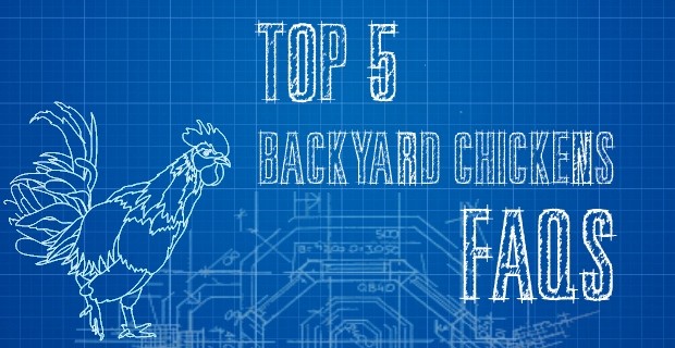 Top 5 Backyard Chicken FAQ’s