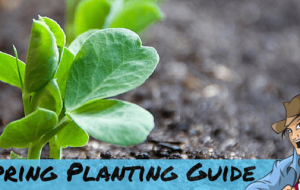 Your Ultimate Spring Planting Guide