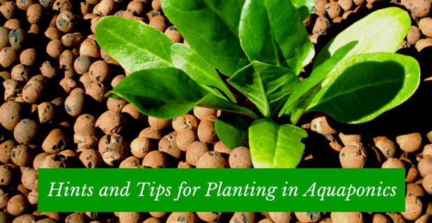 Hints and Tips for Planting in an Aquaponics System